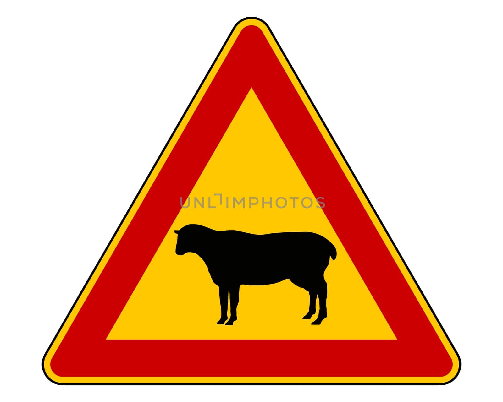 Attention sheep