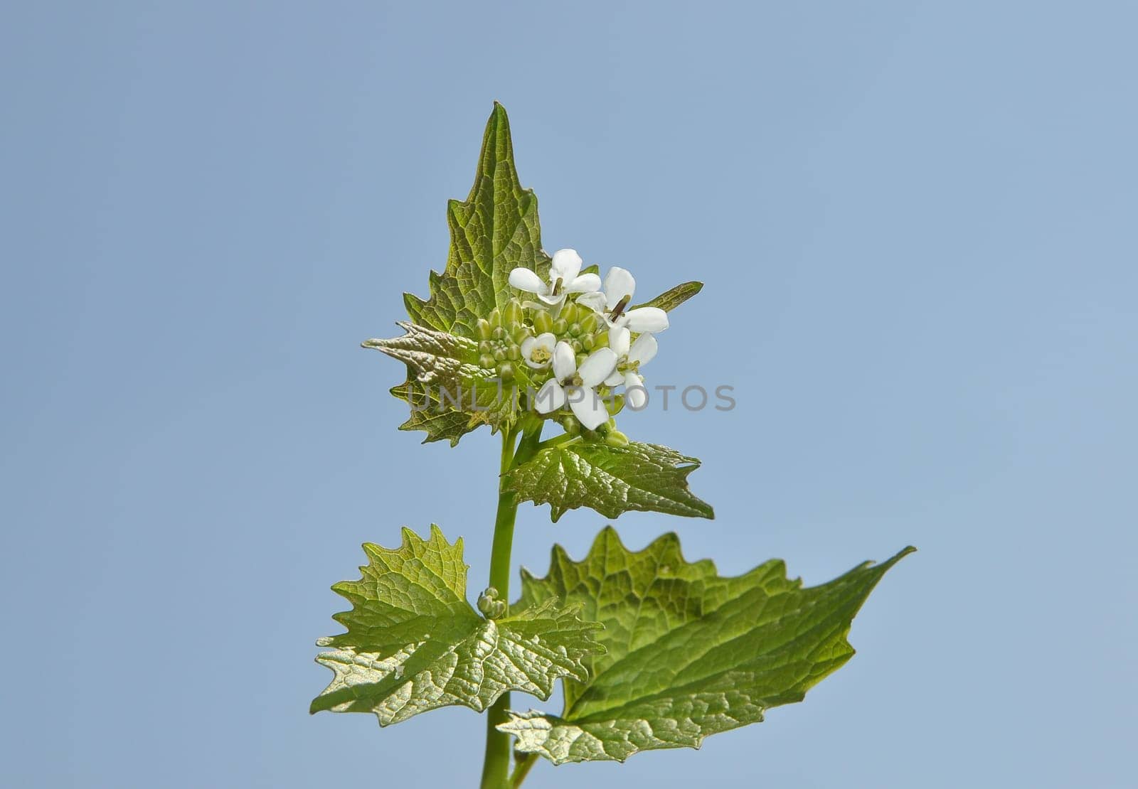 White flowers