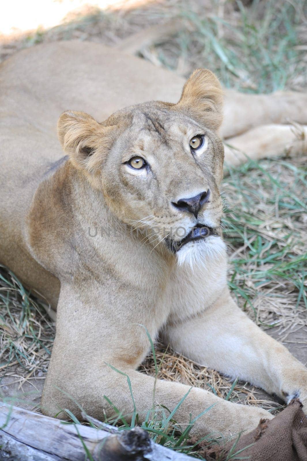 A shot of of an African Lion in the wild