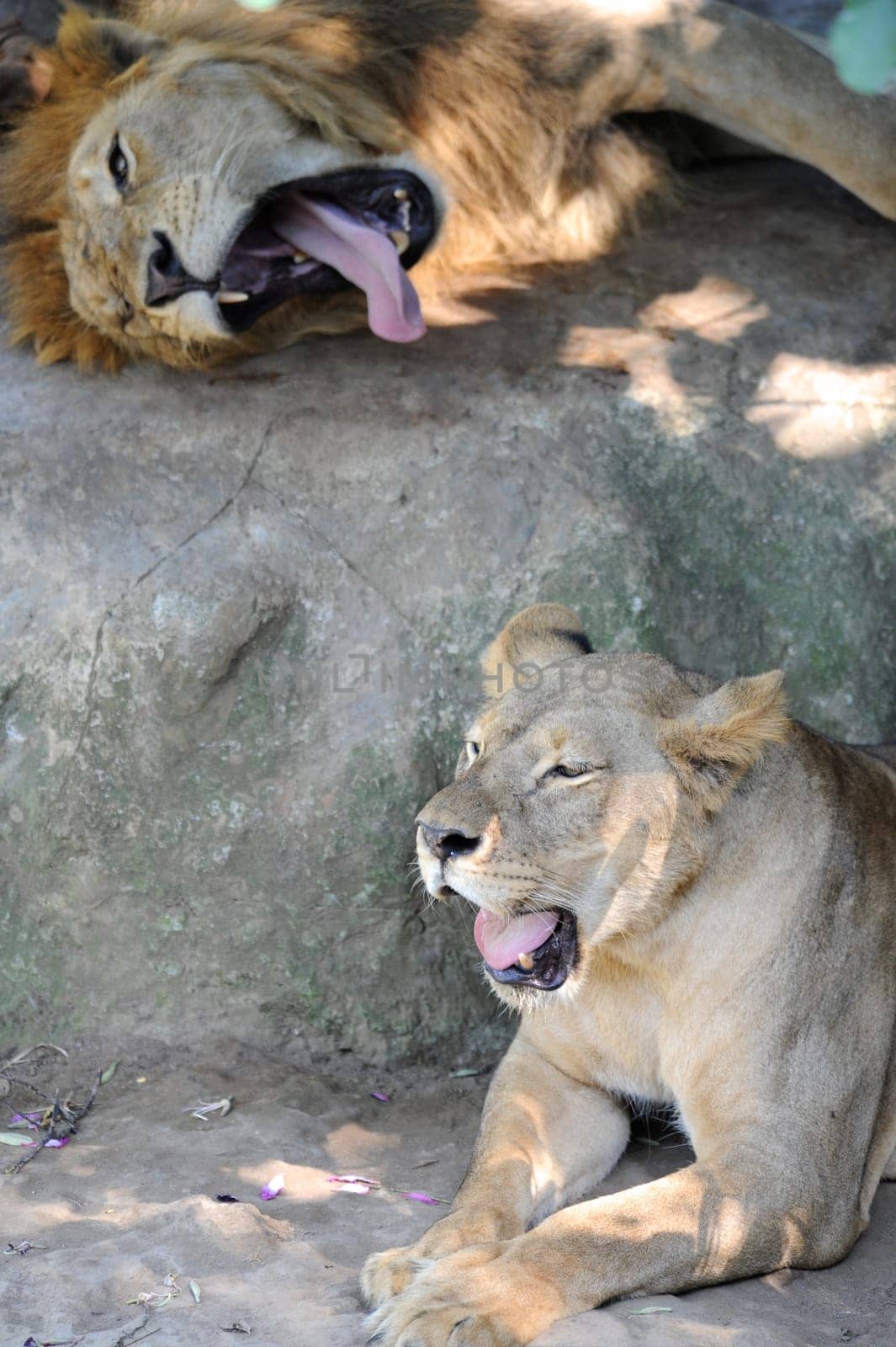 A shot of of an African Lion in the wild