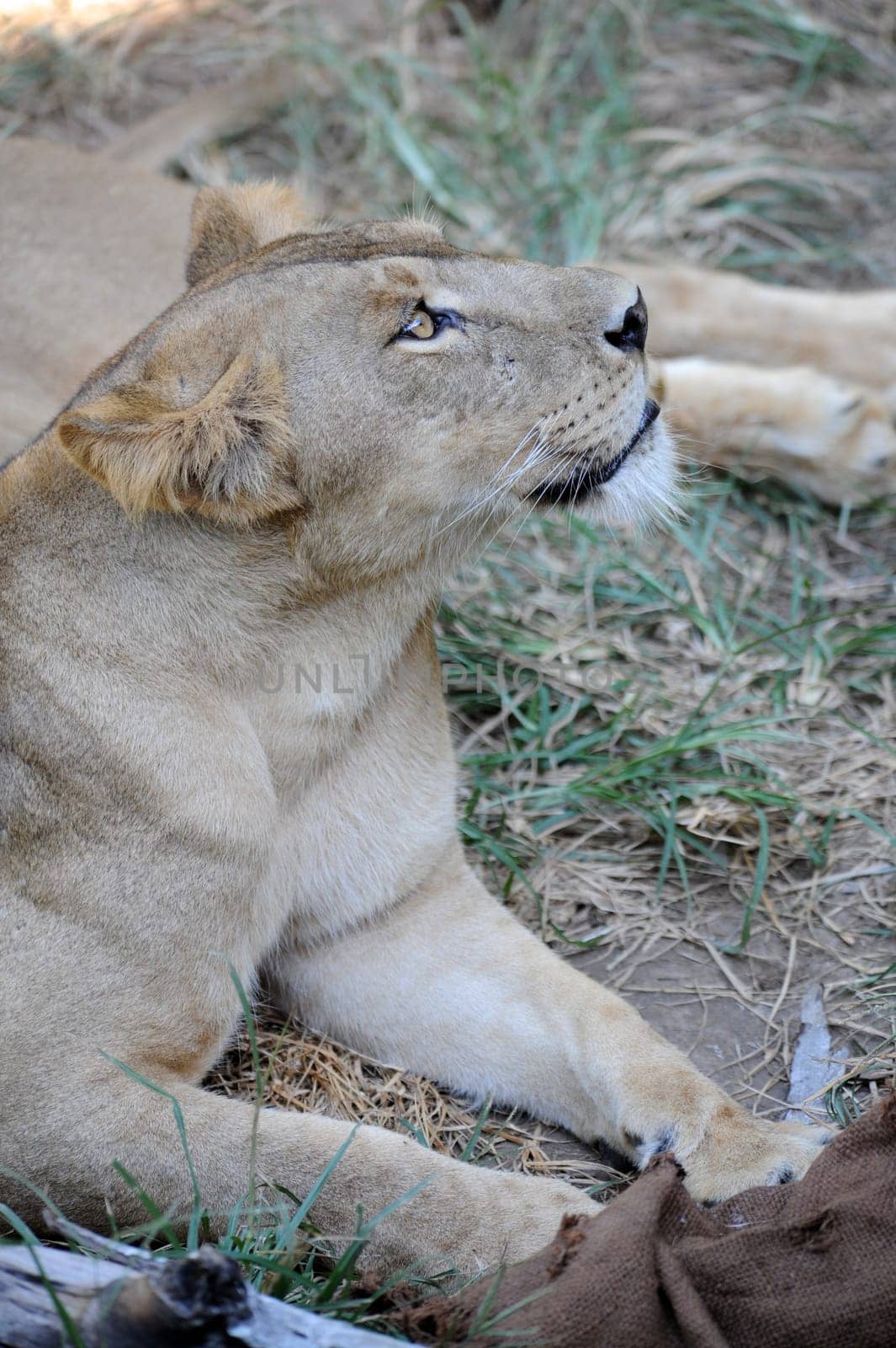 A shot of of an African Lion in the wild
