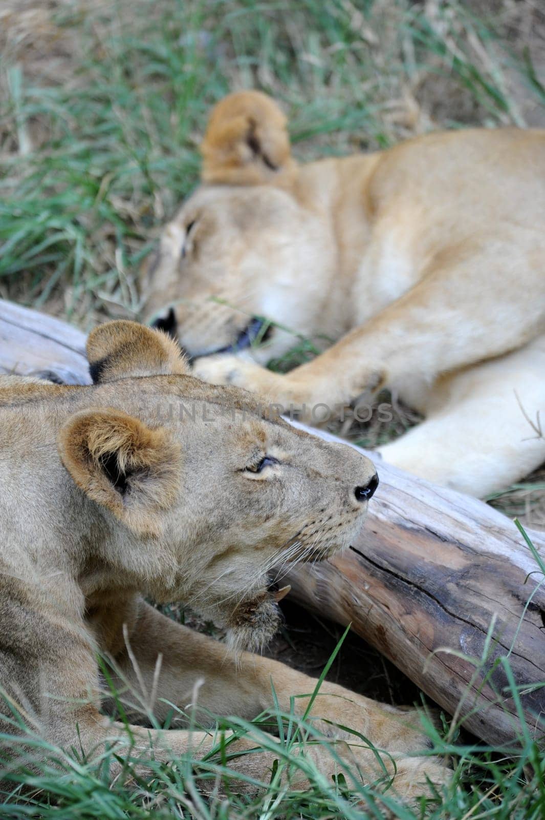 A shot of of an African Lion in the wild