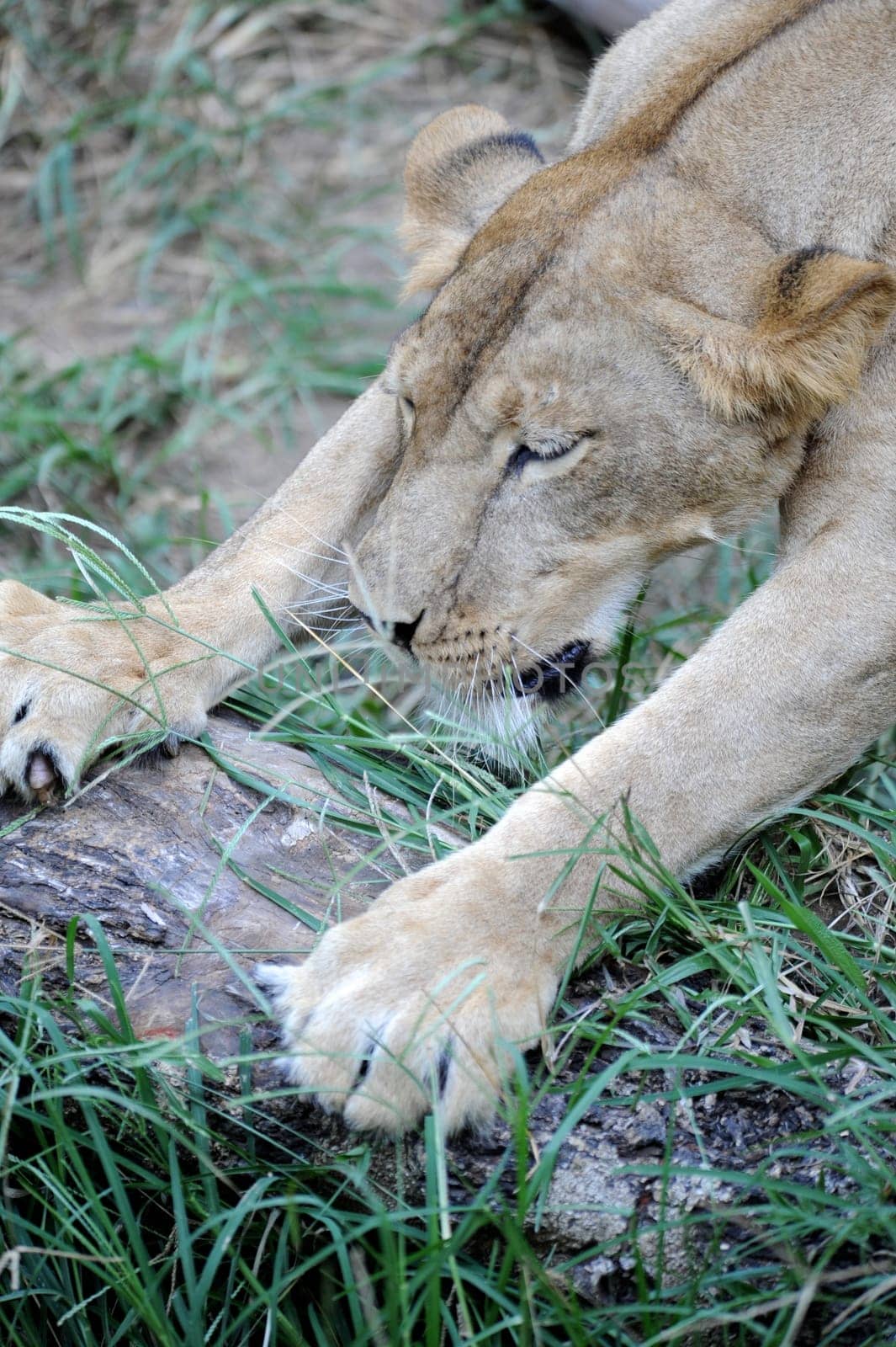A shot of of an African Lion in the wild