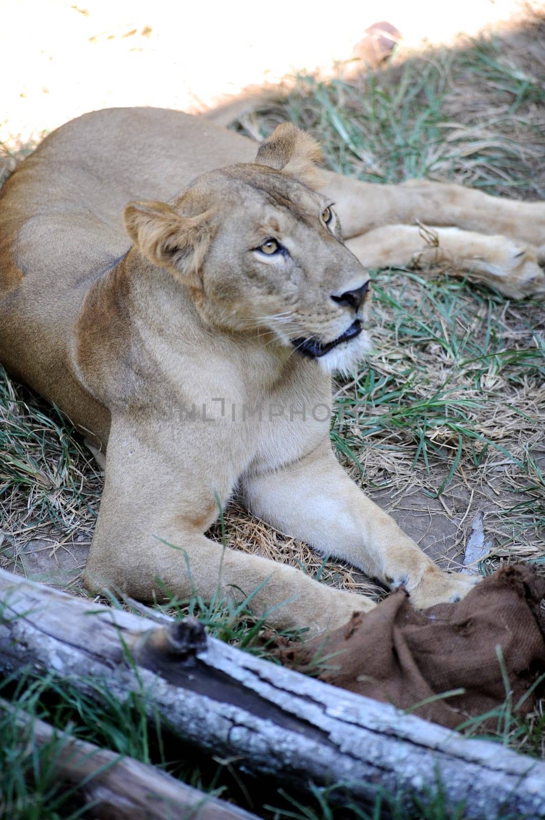 A shot of of an African Lion in the wild