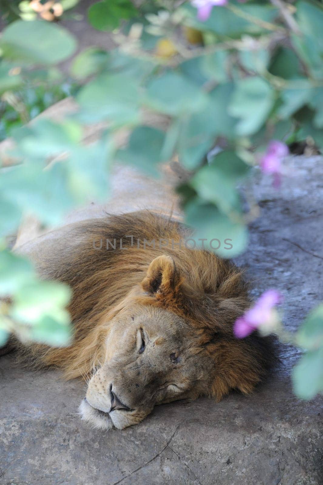 A shot of of an African Lion in the wild
