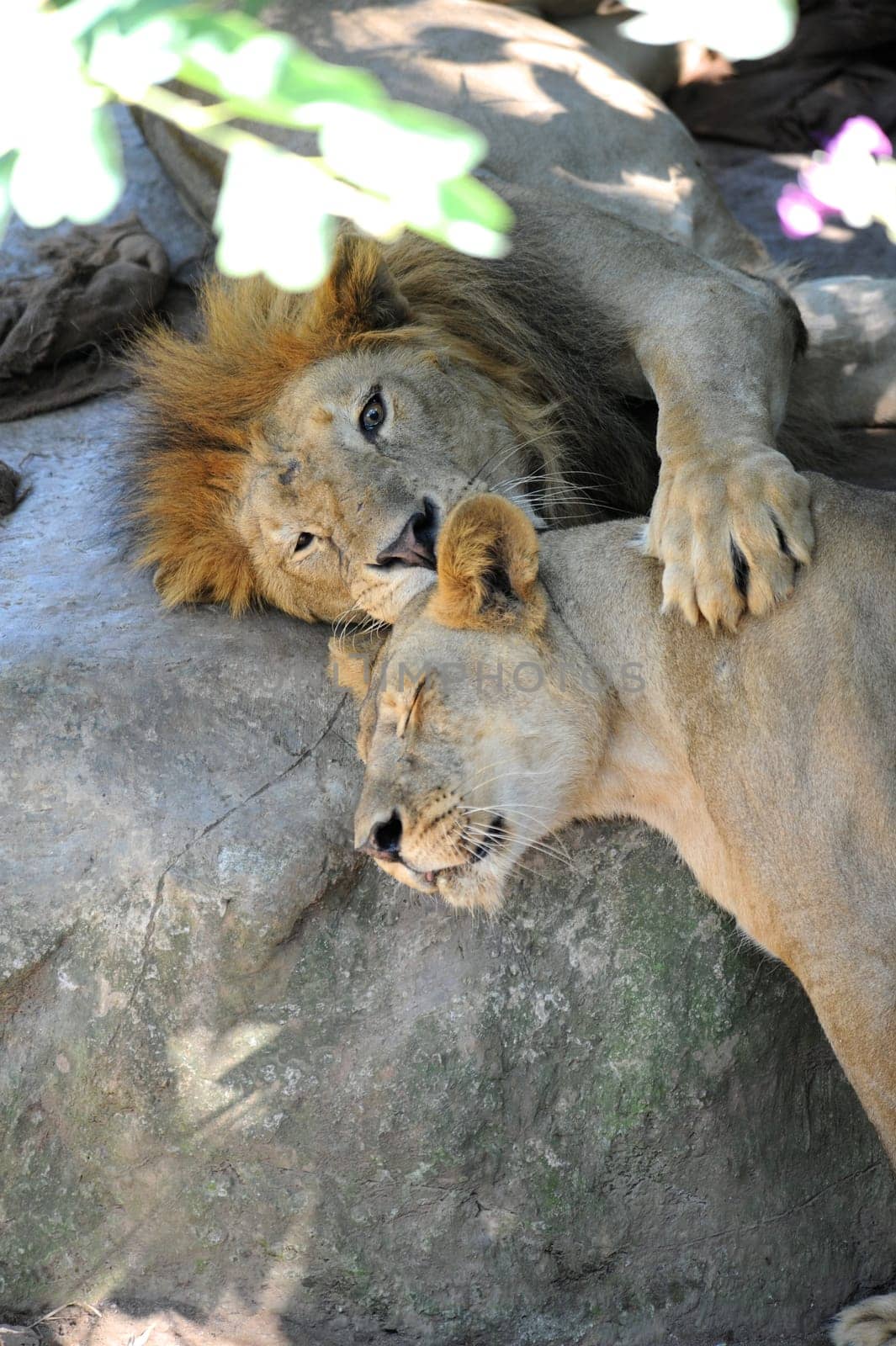 A shot of of an African Lion in the wild