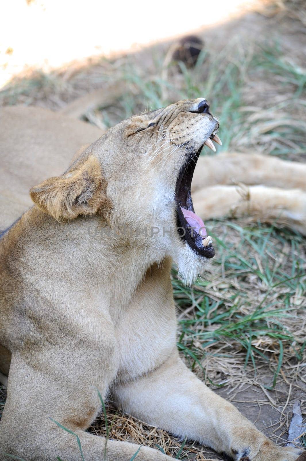 A shot of of an African Lion in the wild