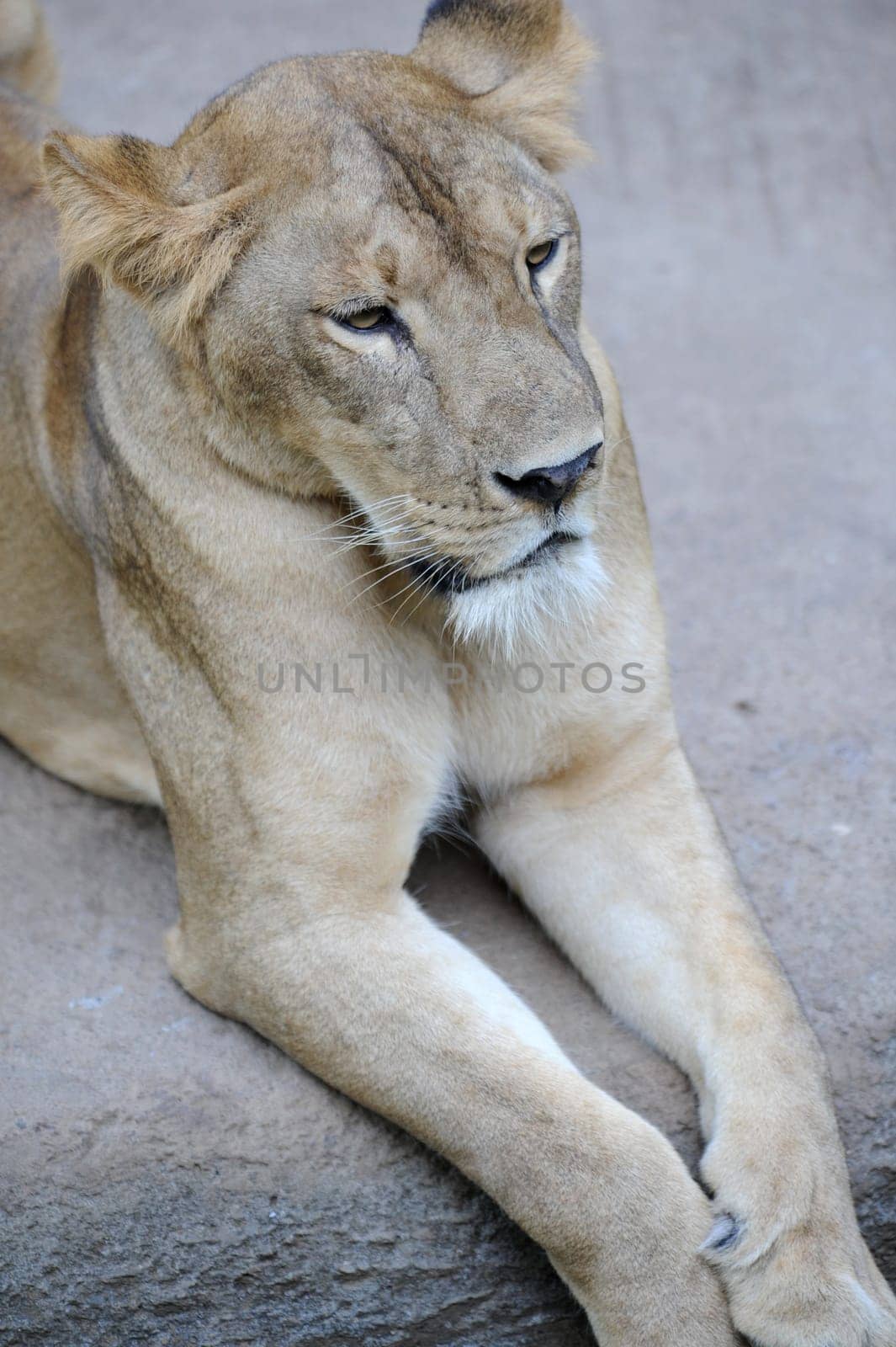 A shot of of an African Lion in the wild