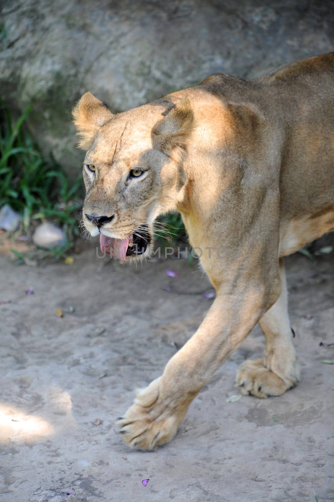 A shot of of an African Lion in the wild