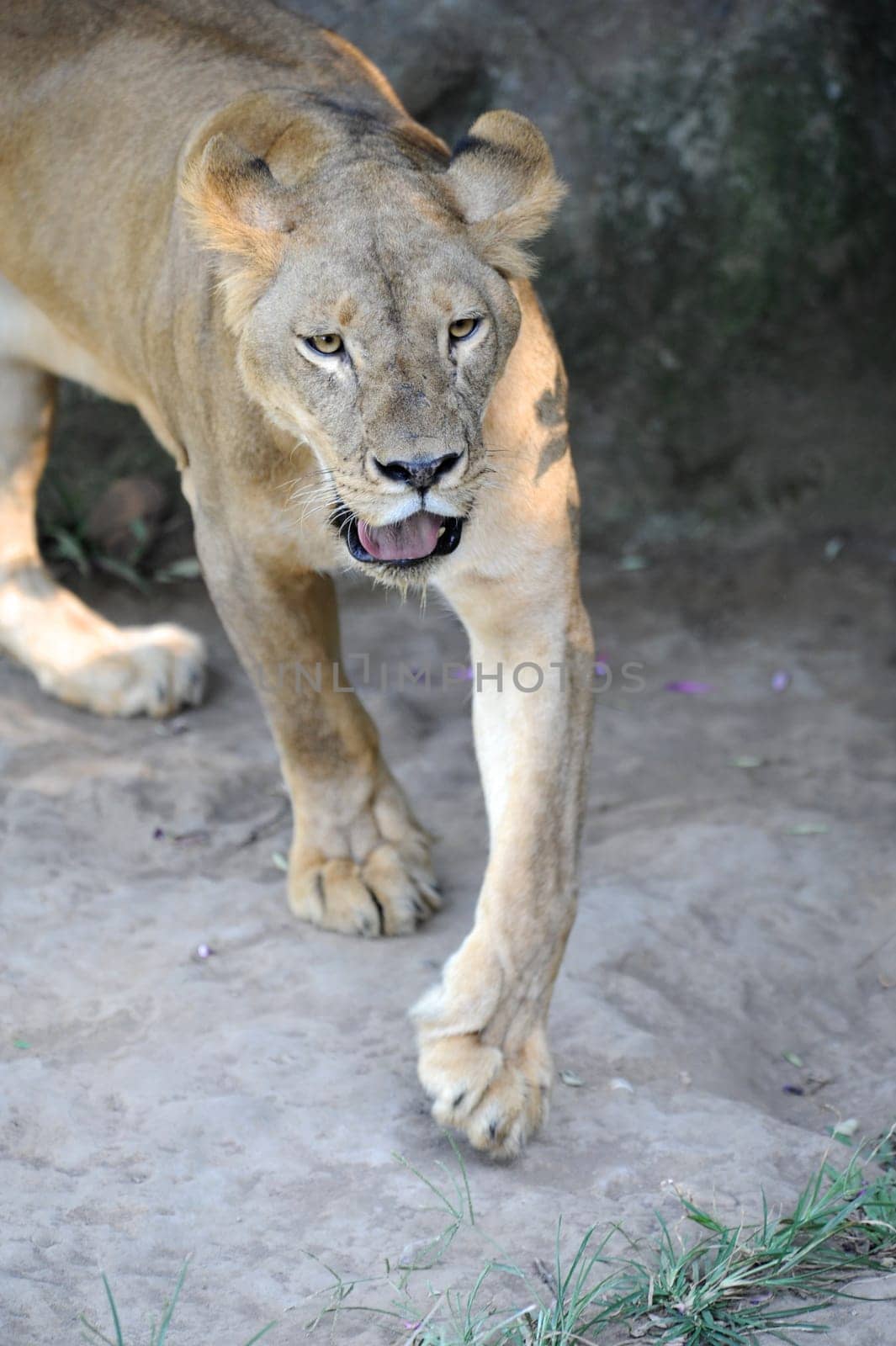 A shot of of an African Lion in the wild