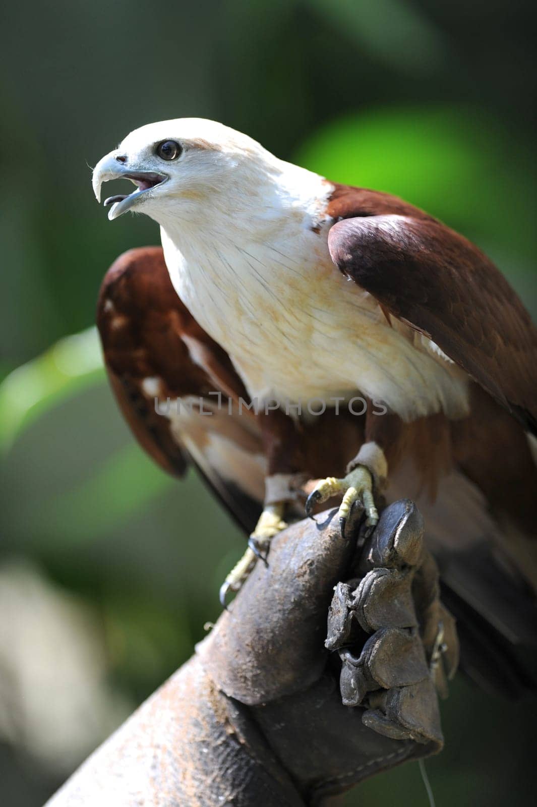 A close up shot of a wild Sea Hawk