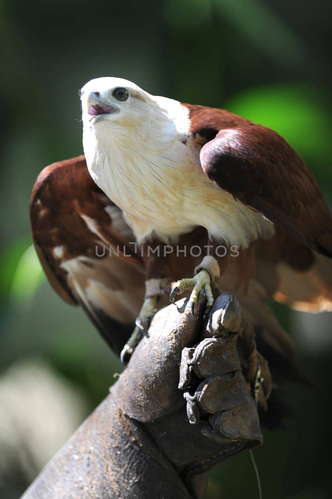 A close up shot of a wild Sea Hawk