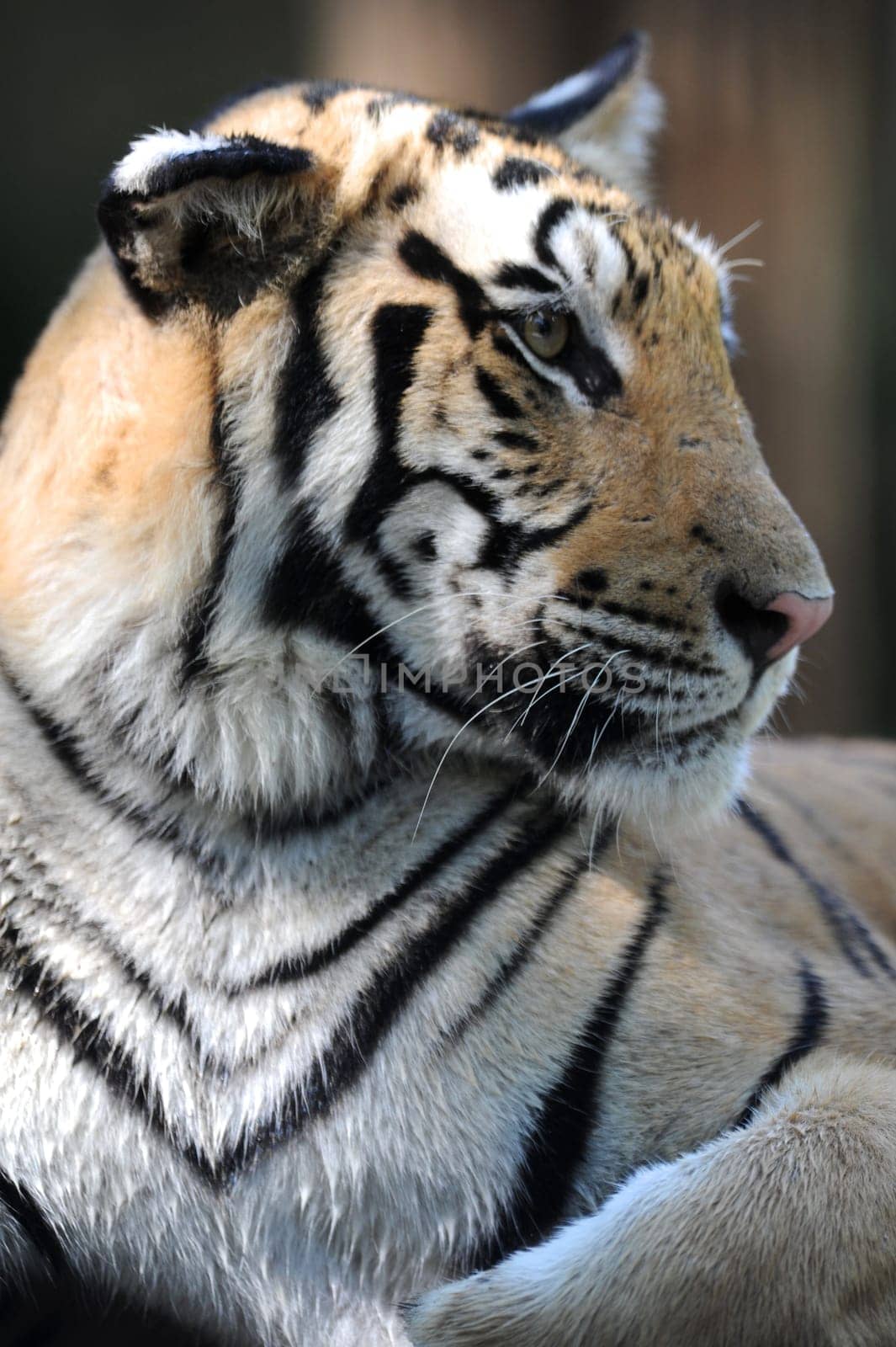 A close up shot of a Bengal Tiger