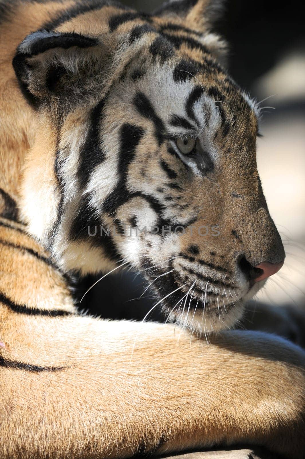 A close up shot of a Bengal Tiger