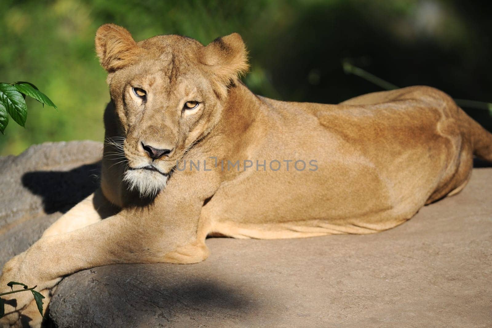 A shot of of an African Lion in the wild