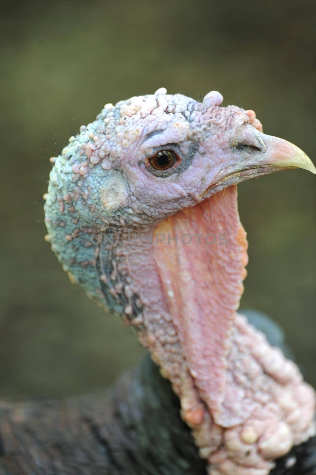 A close up shot of a wild Turkey