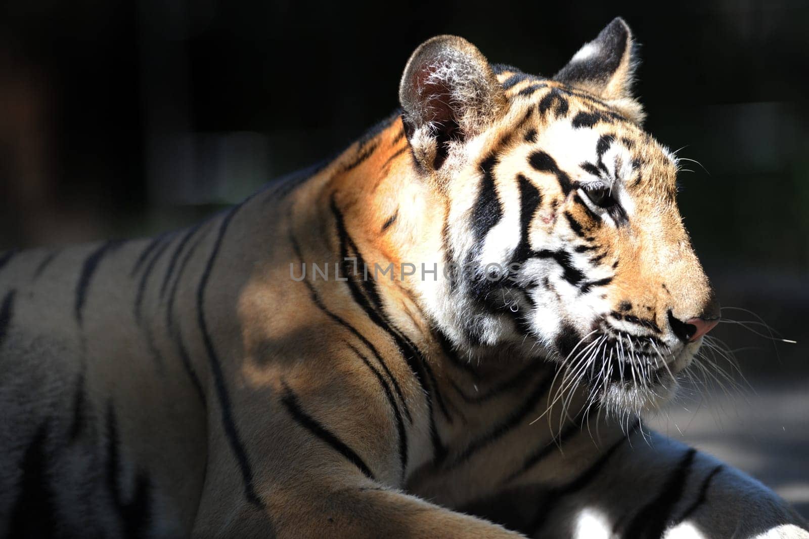A close up shot of a Bengal Tiger