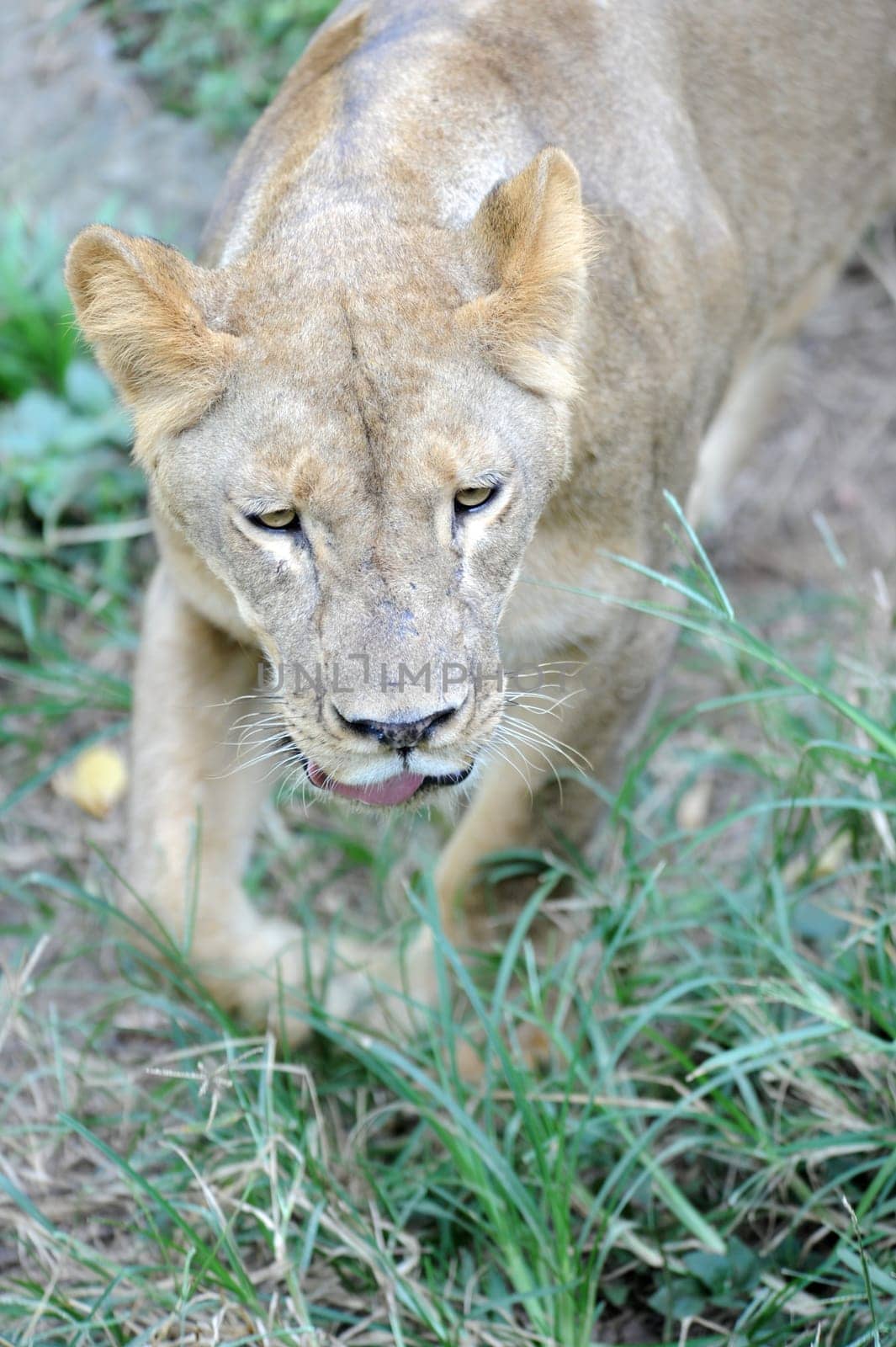 A shot of of an African Lion in the wild