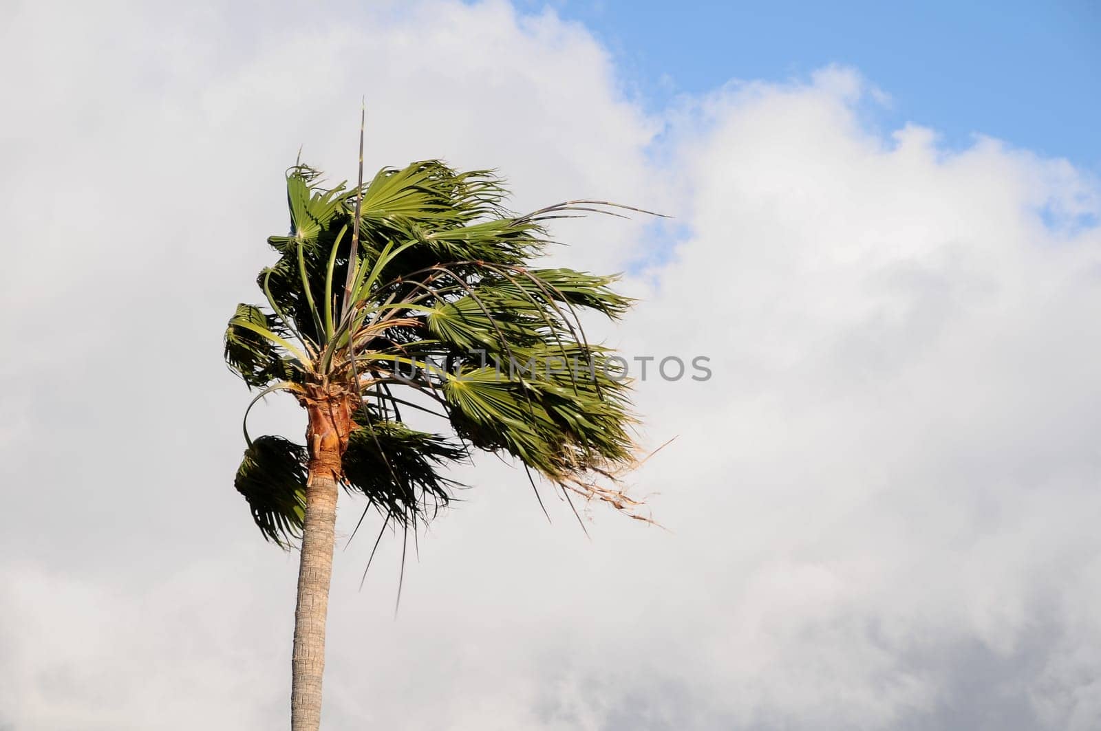 Palm Tree Blowing In The Wind Tenerife Canary Islands Spain