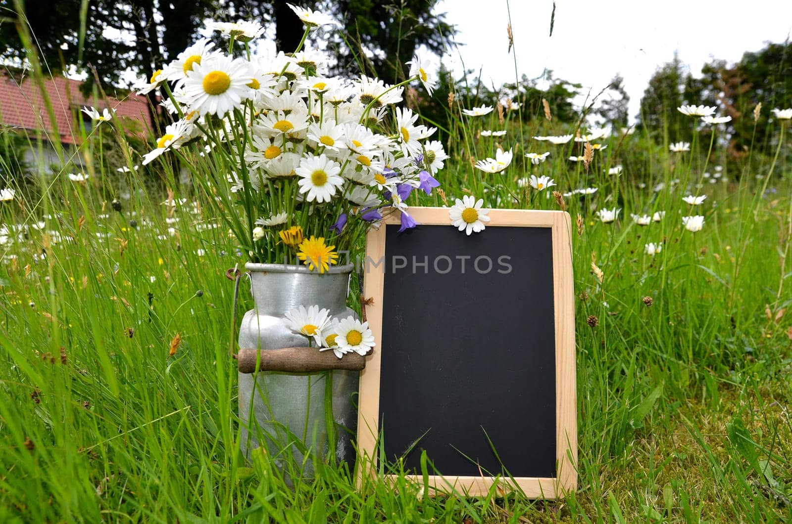 Flower bouquet flower meadow colorful flowers background margerites