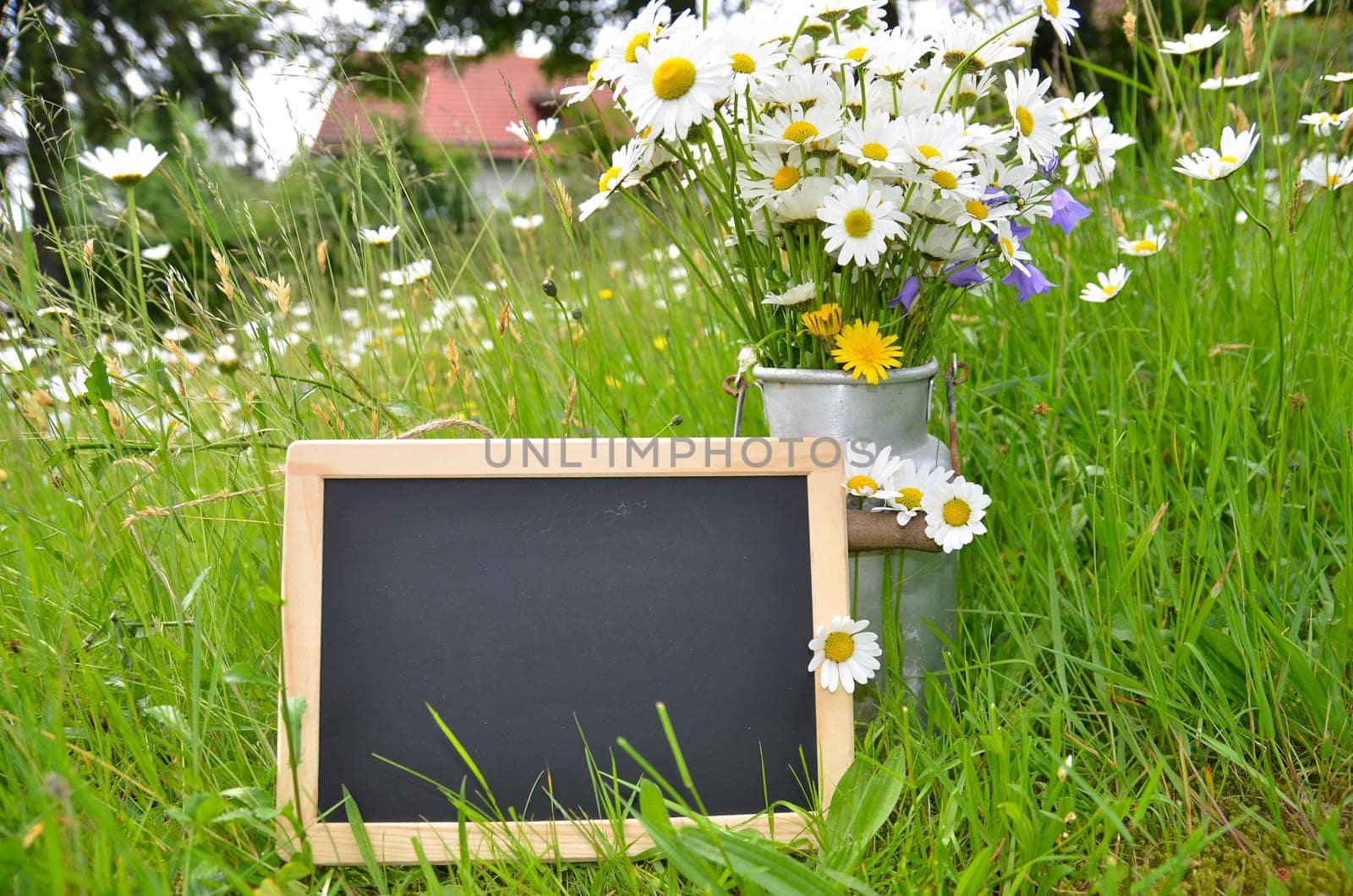 Flower bouquet flower meadow colorful flowers background margerites