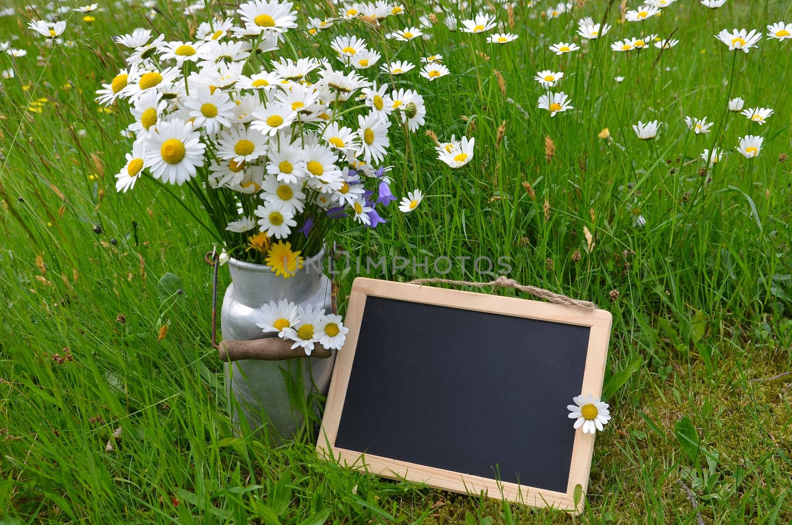 Flower bouquet flower meadow colorful flowers background margerites