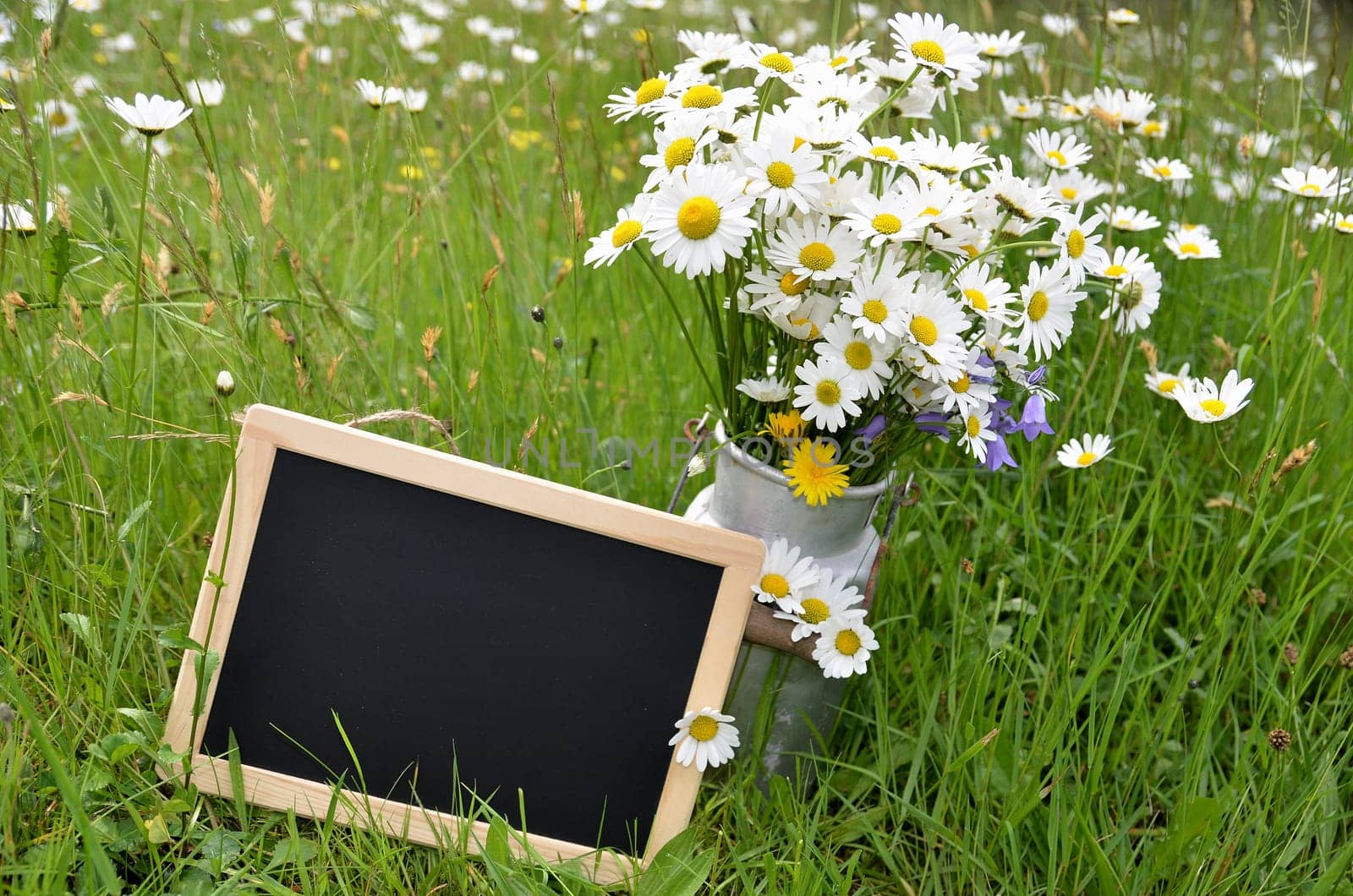 Flower bouquet flower meadow colorful flowers background margerites