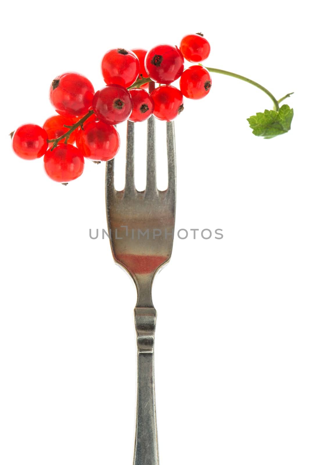 Red currants on a fork in the backlight