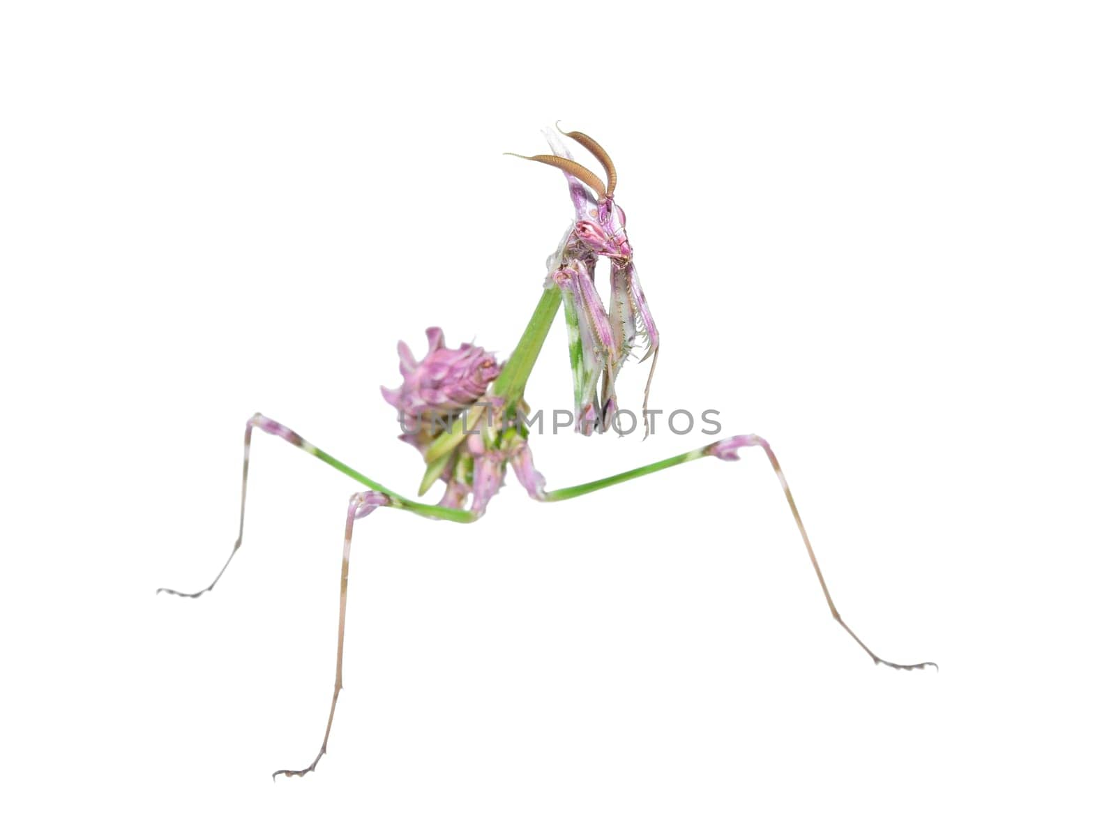 Unusual exotic insect bright colored mantis with long prickly legs isolated