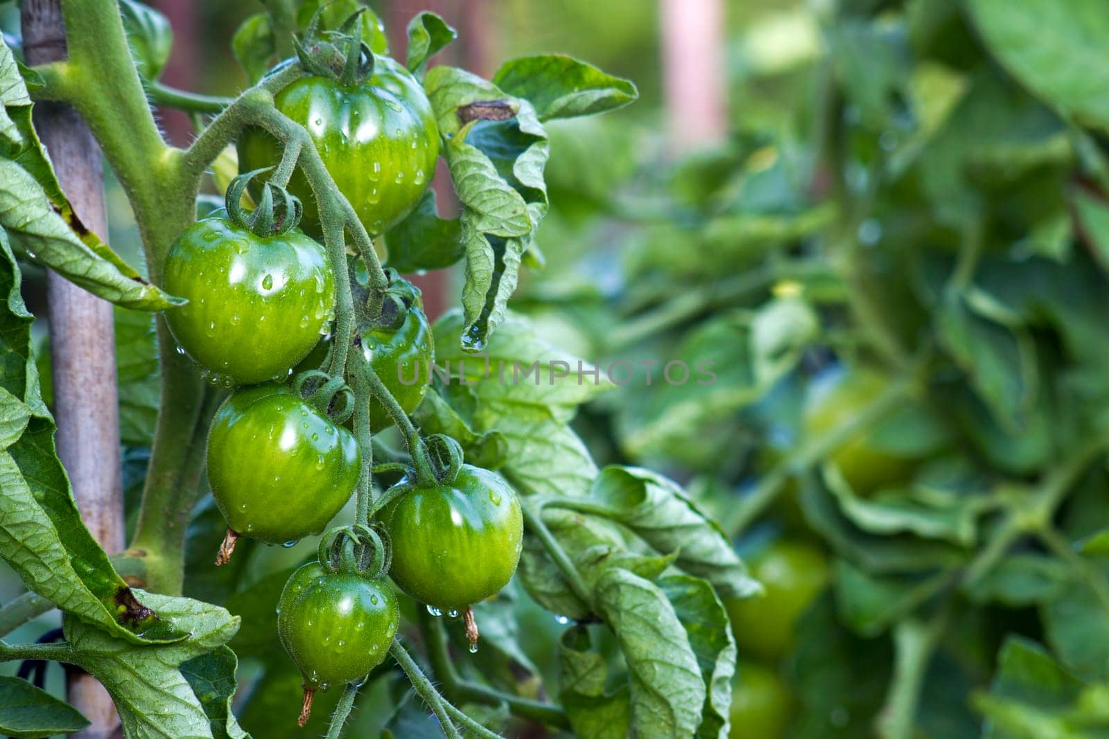 Green Tomatoes in a garden