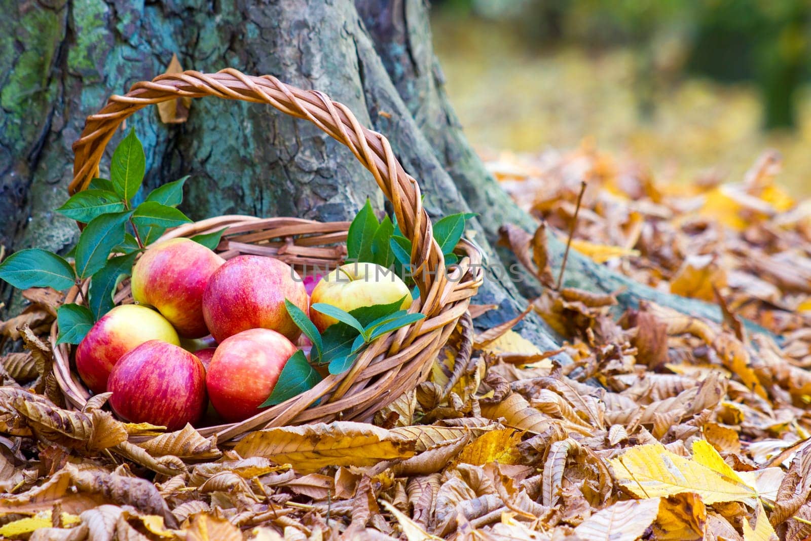 fresh apples in a basket in autumn garden