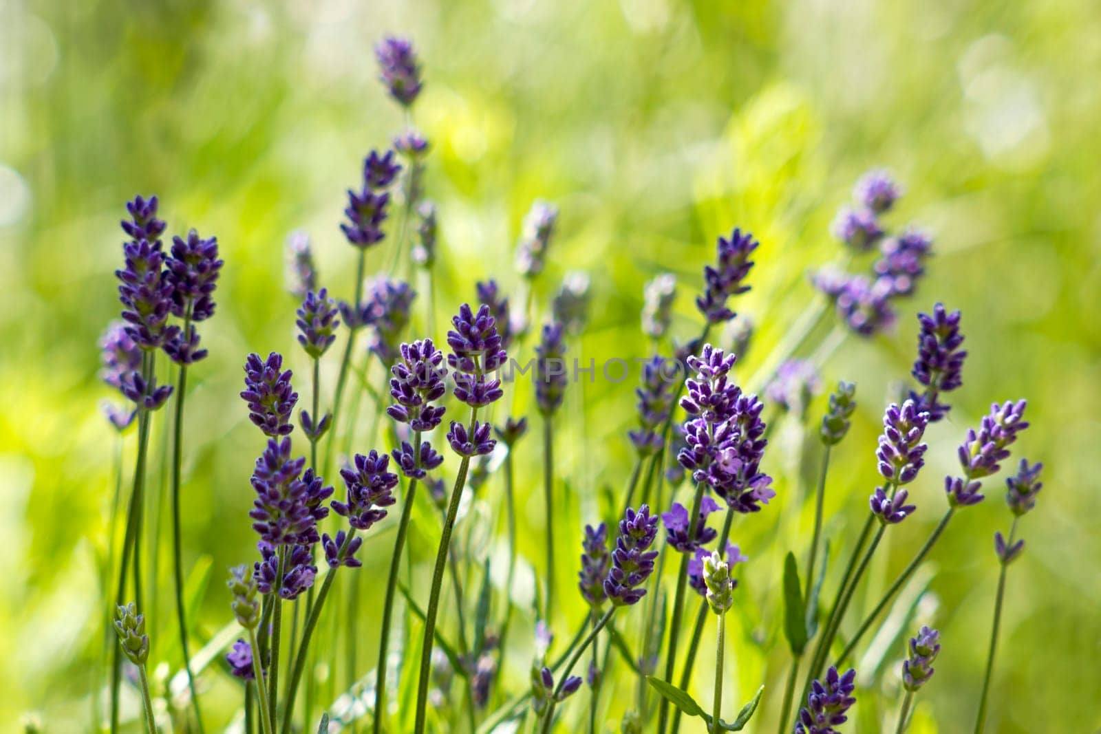 lavender flowers