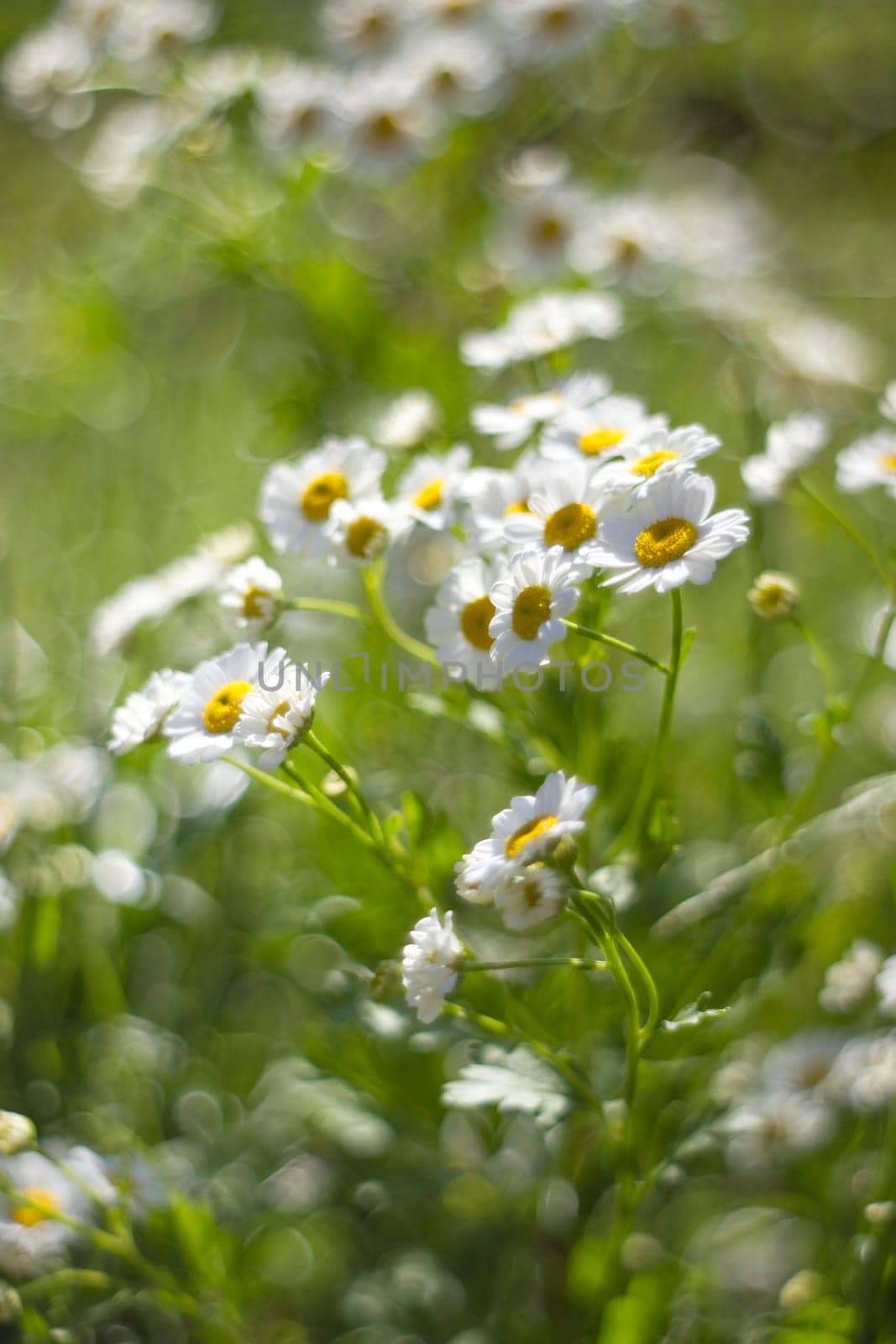 chamomile flowers