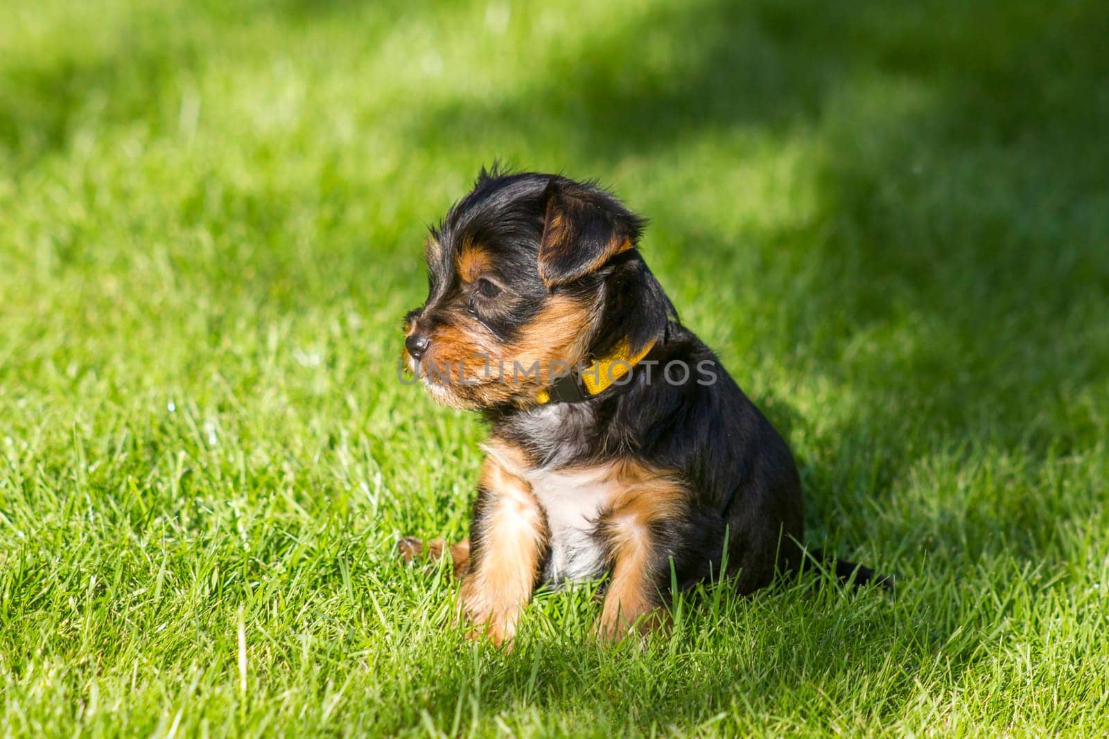 yorkshire terrier