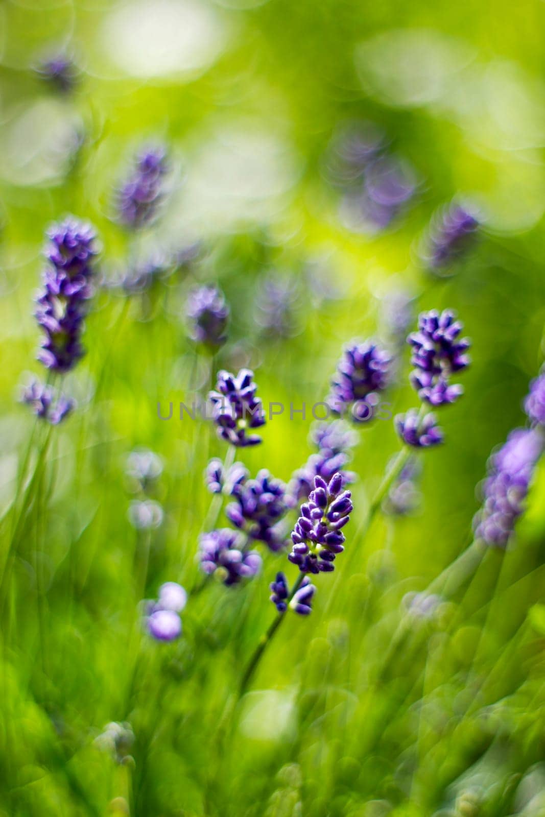 lavender flowers