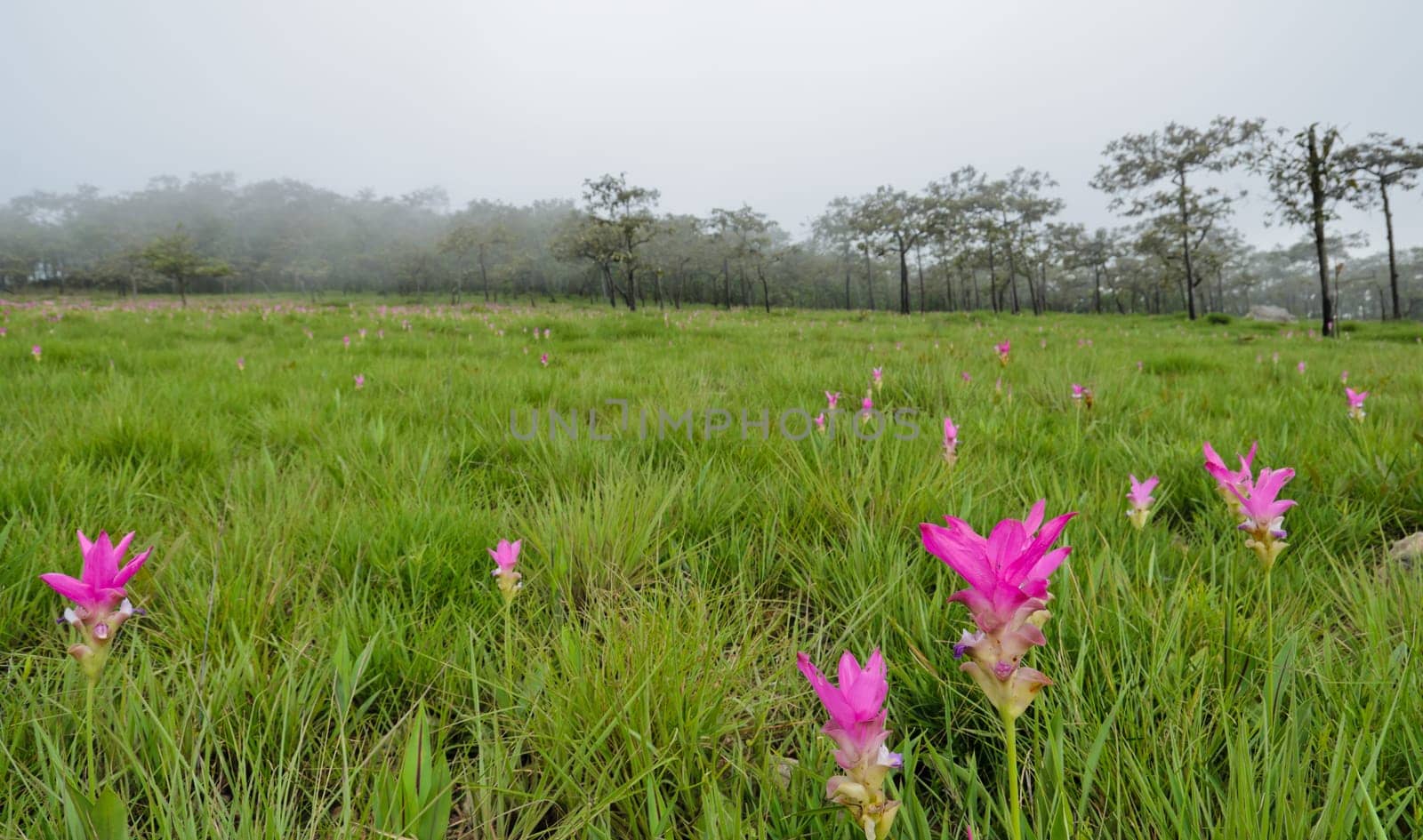 Field of pink Siam Tulip in in misty morning, Thailand