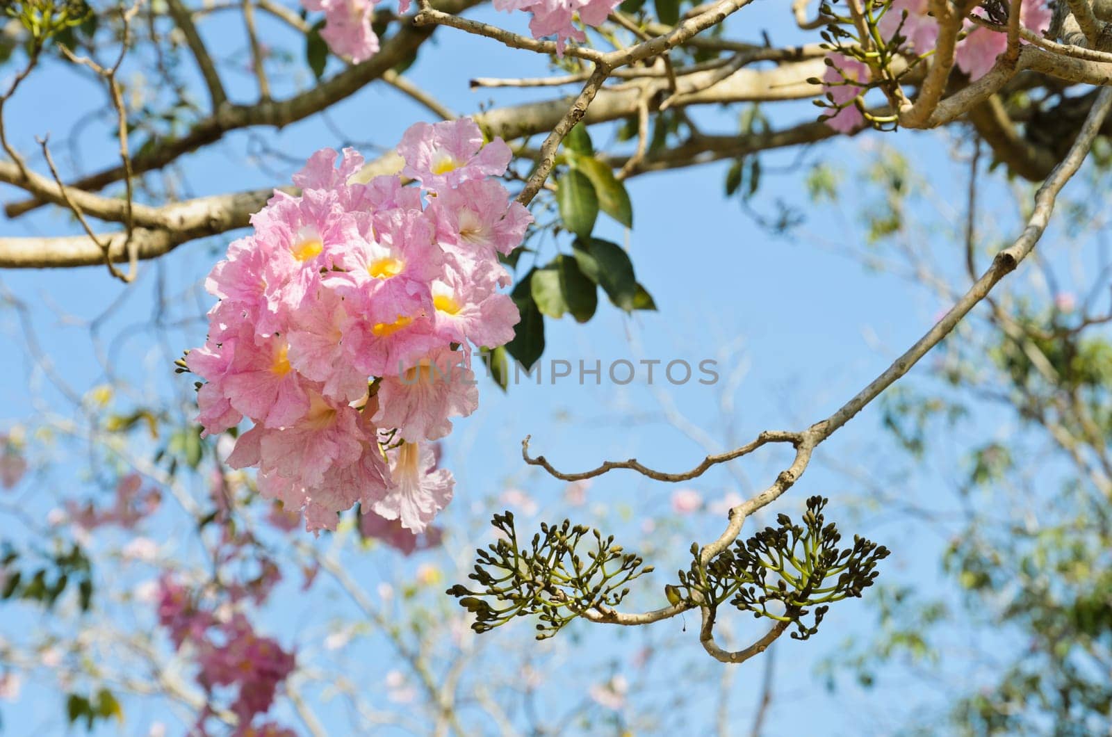 Beautiful pink trumpet or tatebuia blossom