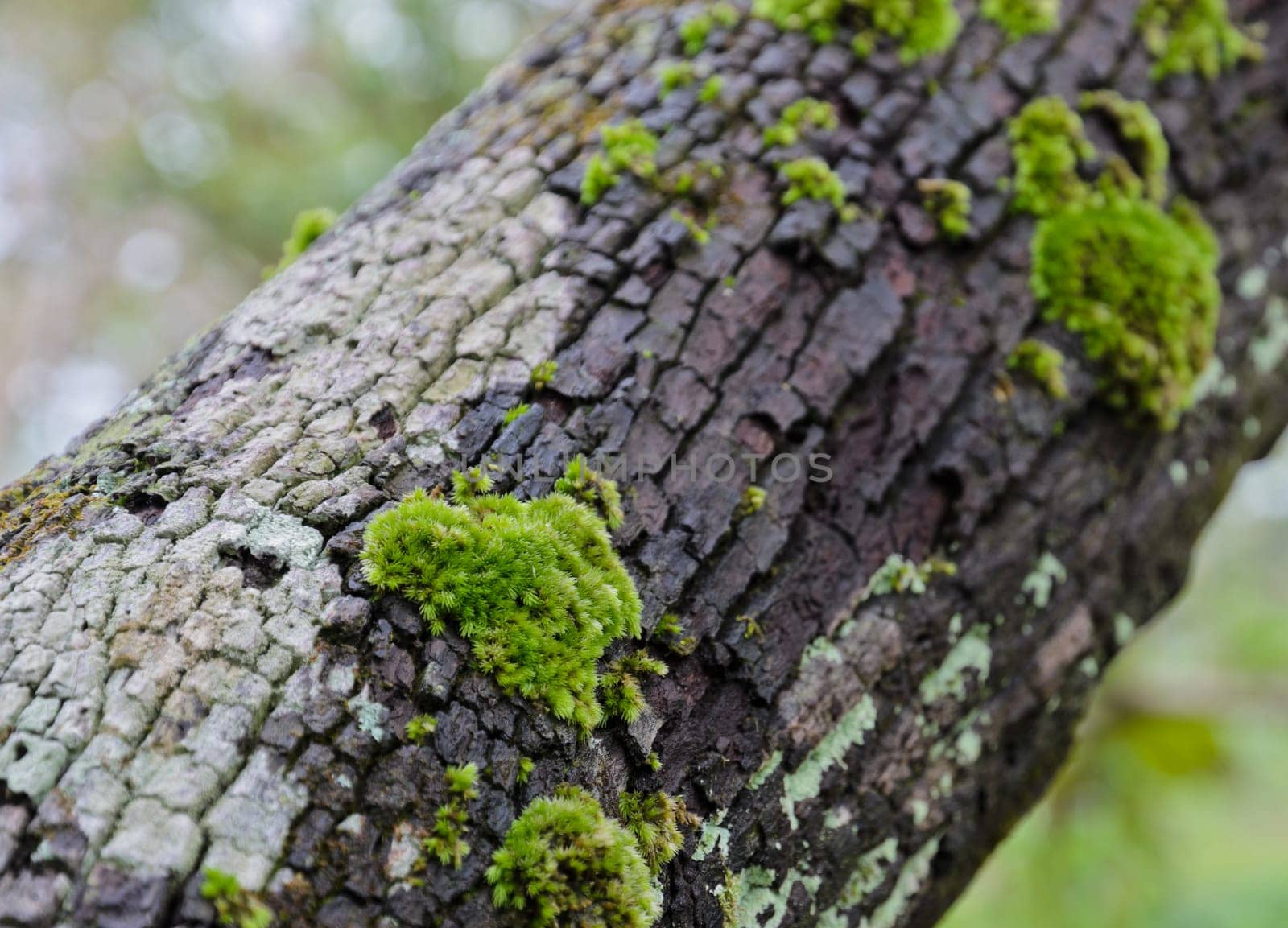 Moss on a tree trunk