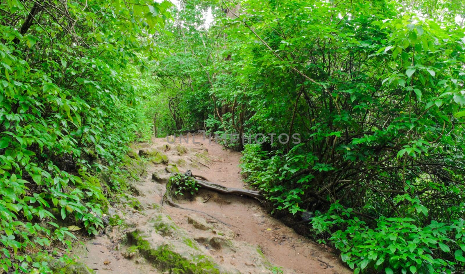 Pathway in tropical rainforest