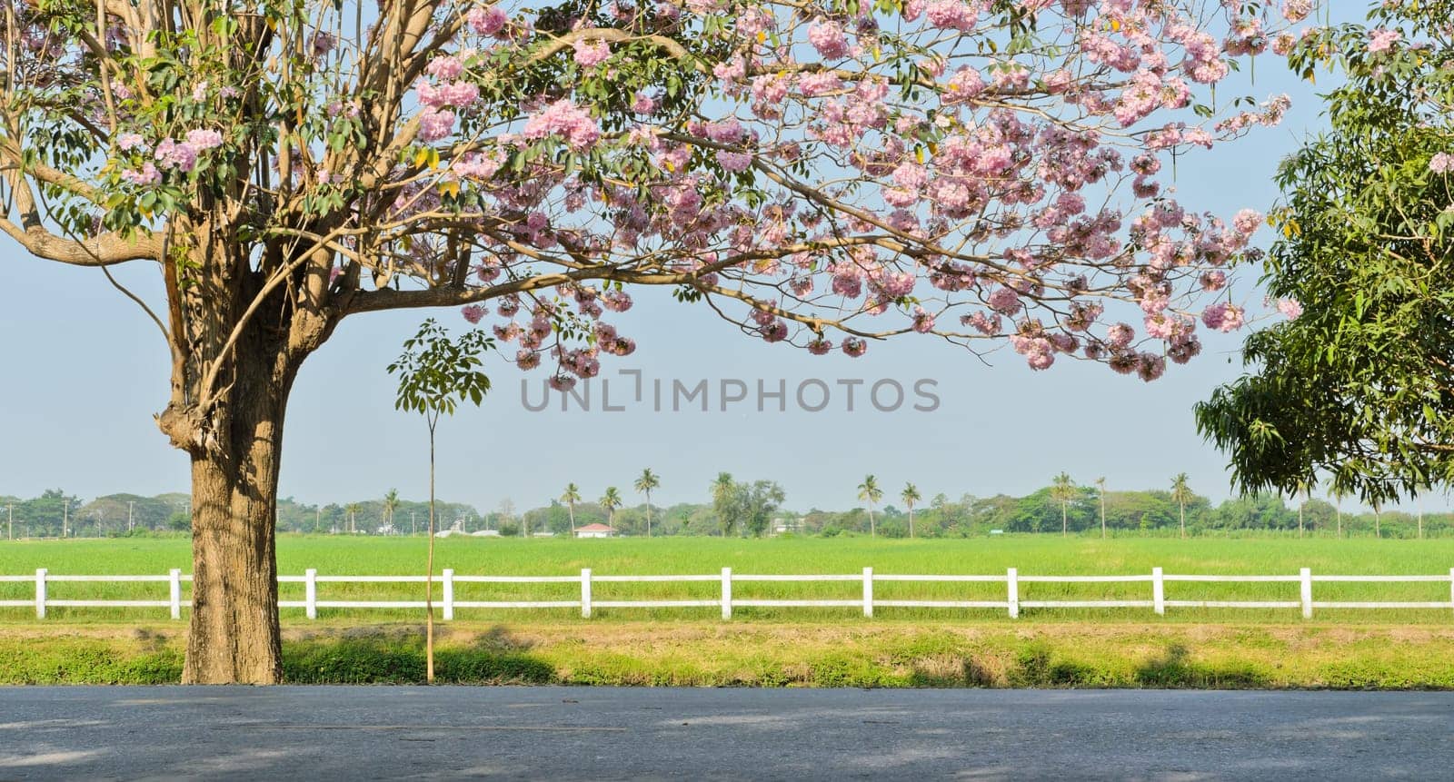 Pink trumpet blossom infront of green field