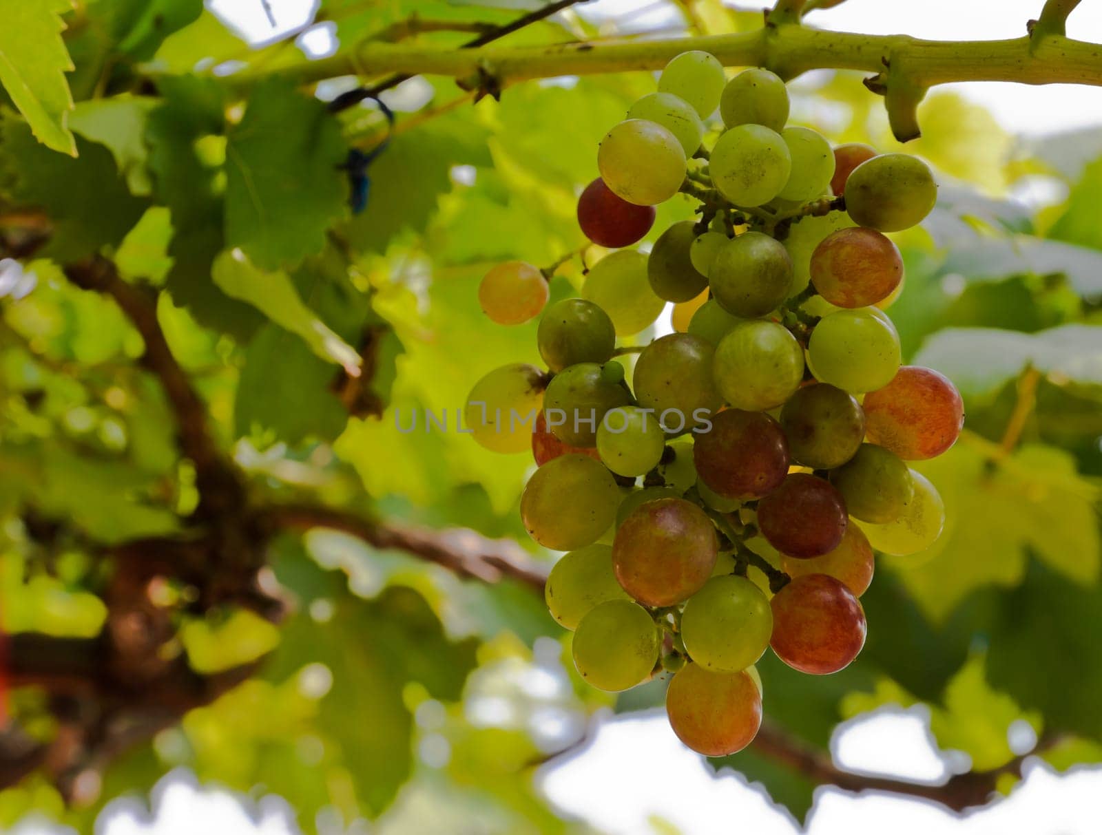 Bunch of grapes in a vineyard