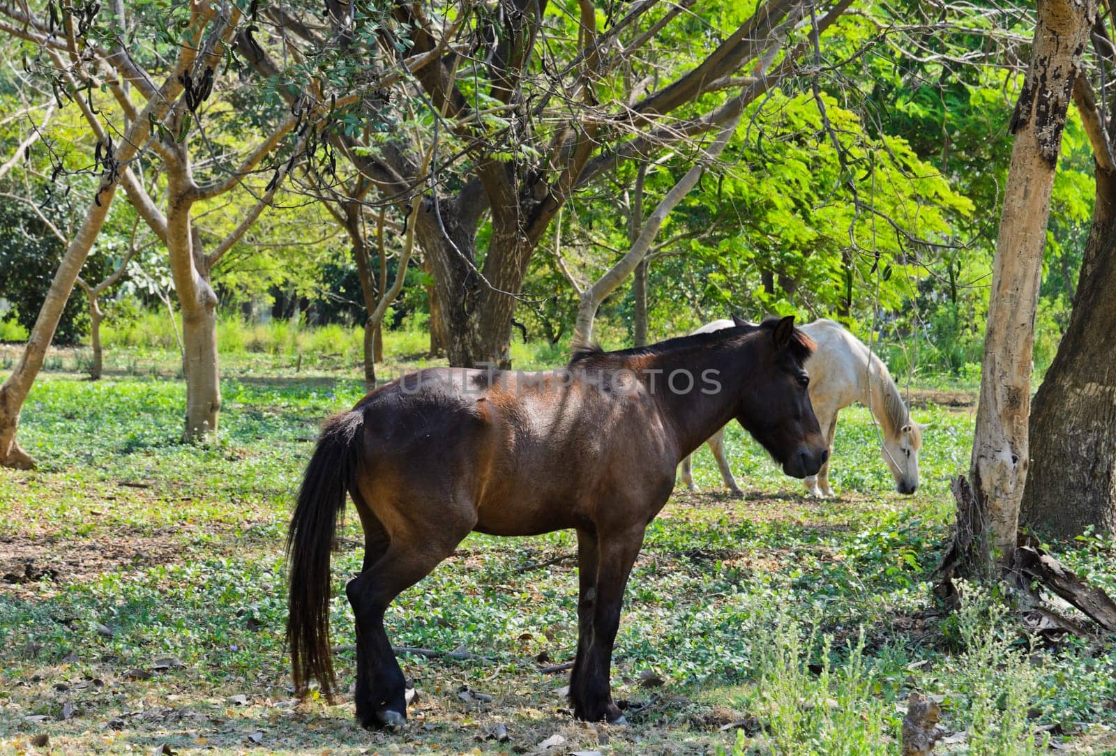 Horses in field