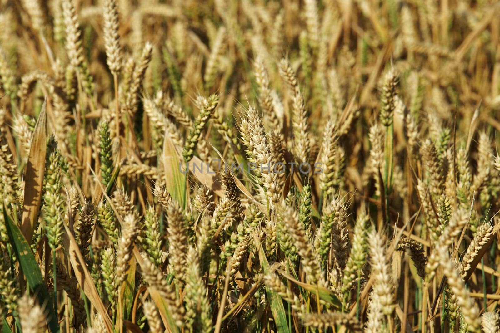 Kornfeld