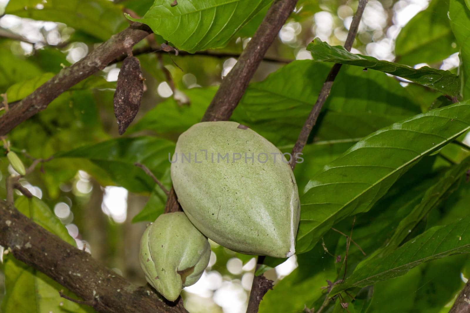 Fresh cocoa nut on a cocoa tree in the tropical rainforest in Bali