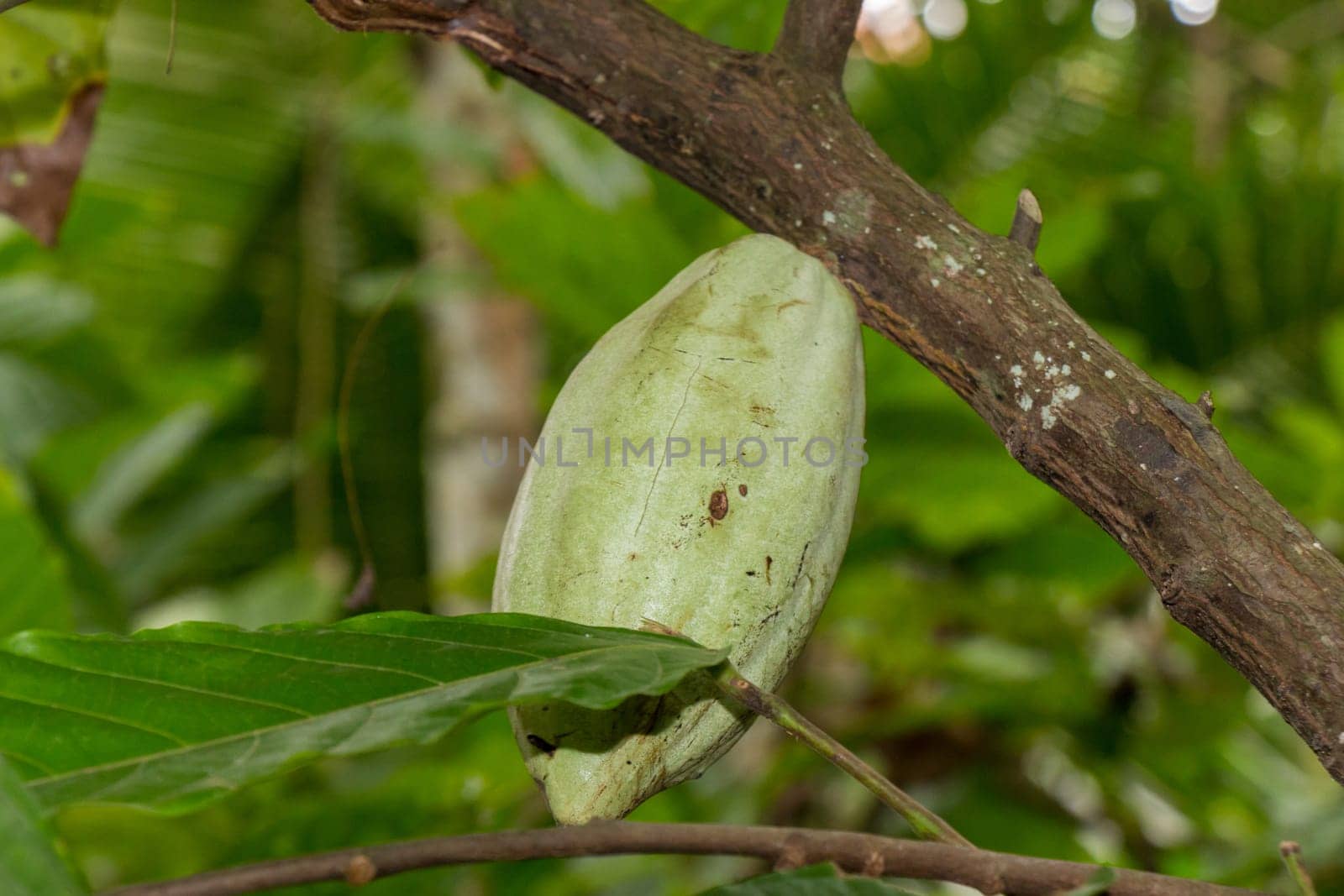 Fresh cocoa nut on a cocoa tree in the tropical rainforest in Bali