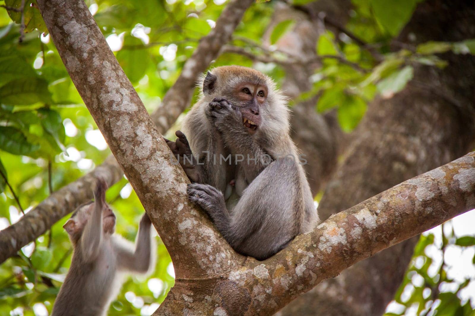 monkey makake primat eats a banana sitting in the forest nature environmental asia travel exotic