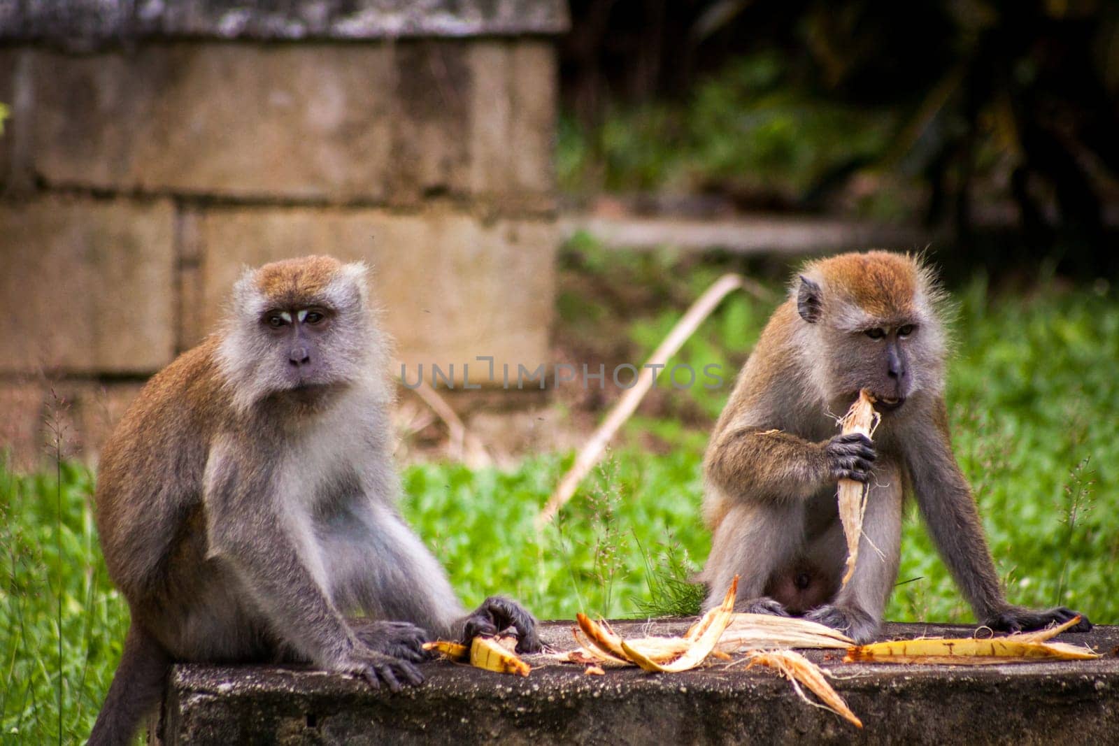monkey makake primat eats a banana sitting in the forest nature environmental asia travel exotic
