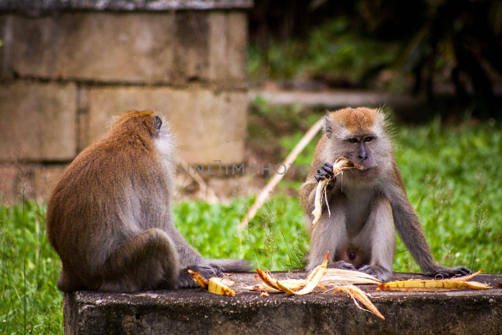 monkey makake primat eats a banana sitting in the forest nature environmental asia travel exotic