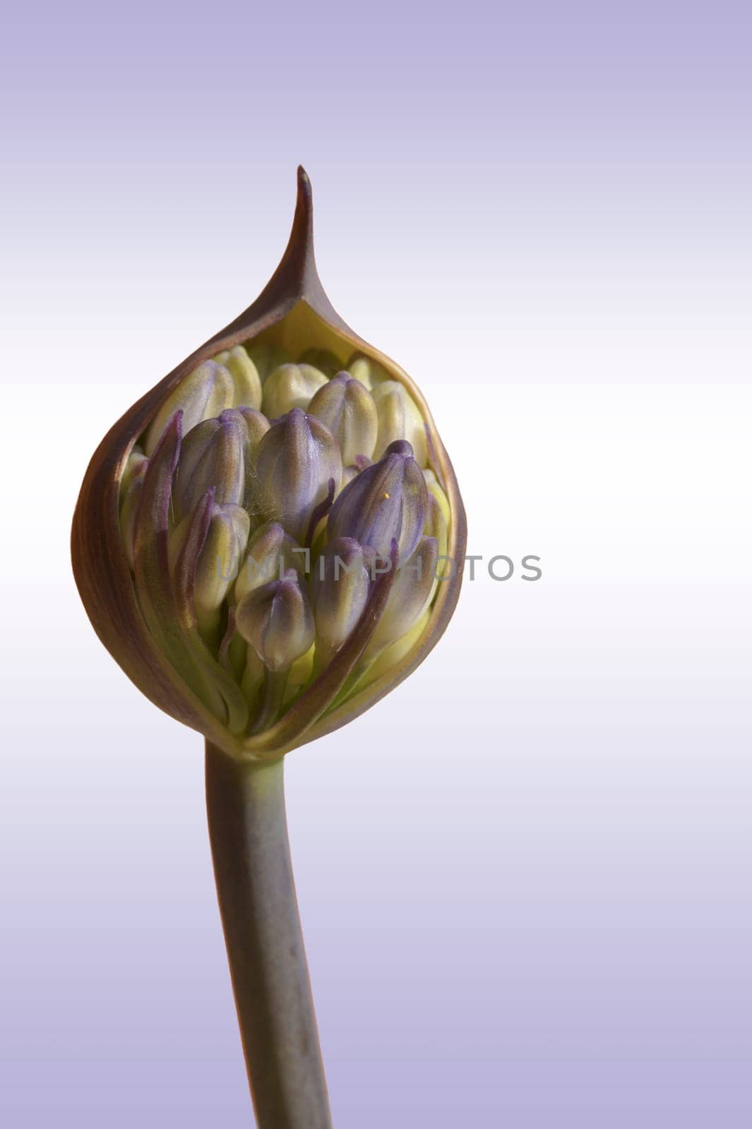 The photograph of an isolated bud from leeks.