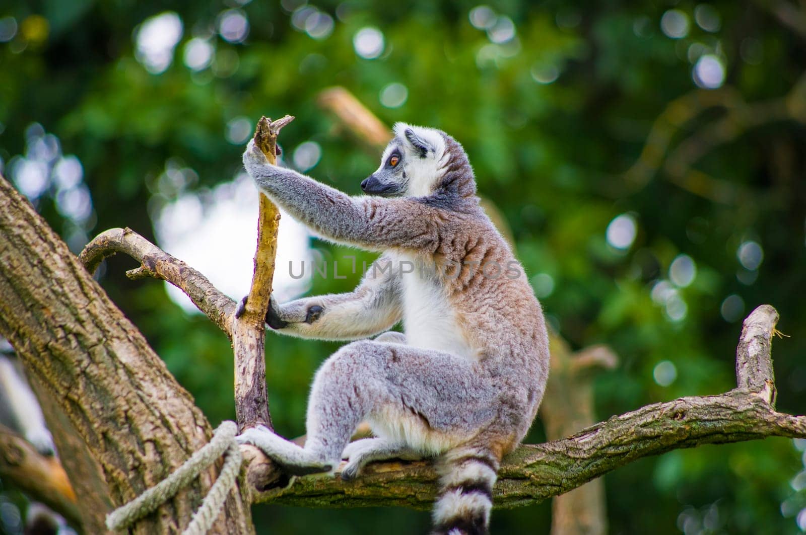 A beautiful Lemur catta watch on the tree.
